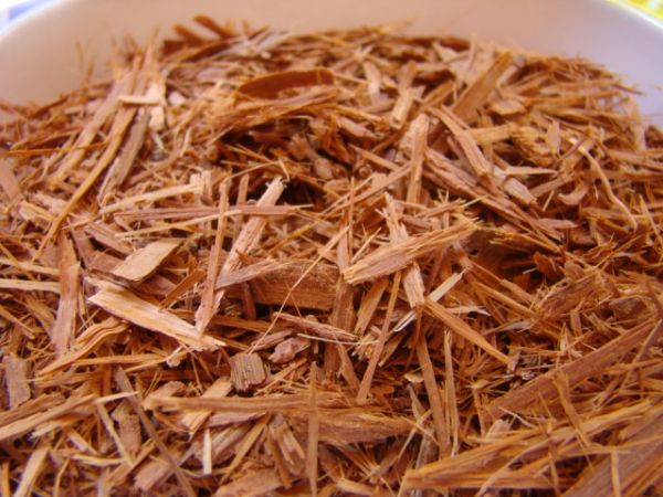 MUDAS DE CATUABA