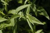 MUDAS DE FÁFIA Pfaffia Paniculata: GINSENG BRASILEIRO