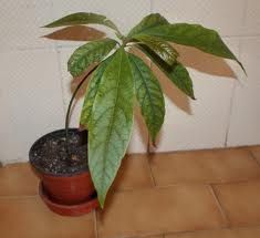 MUDA DE ABACATEIRO