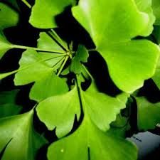 MUDAS DE GINKGO BILOBA