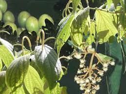 MUDA DE APERTA RUÃO/PIMENTA DE FRUTO GANCHOSO: