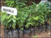 MUDAS DE GRAVIOLA