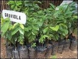 MUDAS DE GRAVIOLA