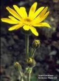 MUDA DE ARNICA