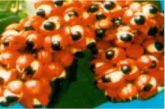 MUDAS DE GUARANÁ