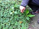 MUDAS DE CASTANHA DA INDIA
