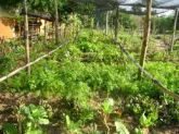 MUDAS DE CENTELLA ASIÁTICA