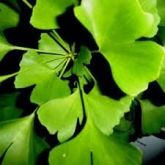 MUDAS DE GINKGO BILOBA