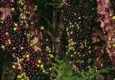 MUDA DE JABUTICABA