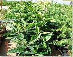muda de AMEIXEIRA
