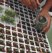MUDAS DE CARVÃO VEGETAL