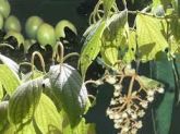 MUDA DE APERTA RUÃO/PIMENTA DE FRUTO GANCHOSO: