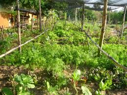 MUDAS DE CENTELLA ASIÁTICA