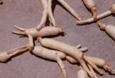 MUDAS DE GINSENG COREANO