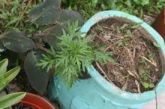 MUDAS DE ARTEMISIA