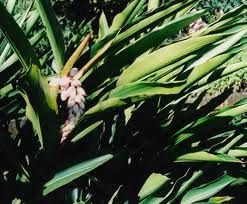 MUDA AGONIADA