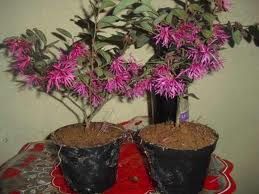 MUDAS DE HAMAMELIS