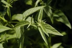 MUDAS DE FÁFIA Pfaffia Paniculata: GINSENG BRASILEIRO