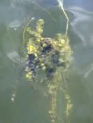 MUDAS DE FUCUS-(alga): Nome científico: "Fucus vesiculosos"