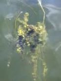 MUDAS DE FUCUS-(alga): Nome científico: "Fucus vesiculosos"